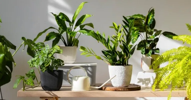 Bisnis Tanaman Hias: Cara Memulai dan Mengembangkannya