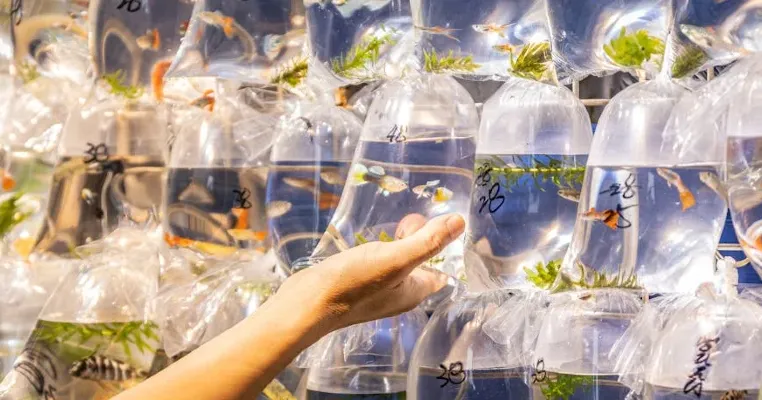 Cara Kirim Ikan dari Surabaya ke Seluruh Jawa, Wajib Ikuti Aturan!